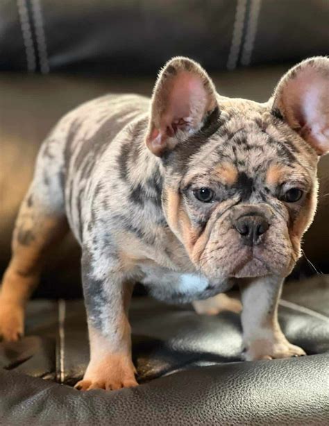 buldog francuski blue merle|Blue Merle French Bulldogs